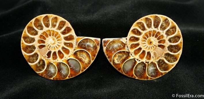 Scarce Inch Desmoceras Ammonite #1503